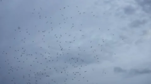 A swarm of bugs after a desert rain Stock Footage 313233919