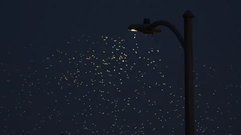 Swarm of bugs flying around street light at night Stock Footage