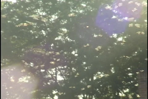 Swarm of Bugs Stock Footage 298497