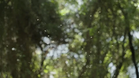 Swarm of bugs or insects flying in circles in nature or park with forest trees Vídeos de archivo 337644897