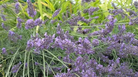 A swarm of bumble bees pollinating the lavender herb flower. Stock Footage 135465709