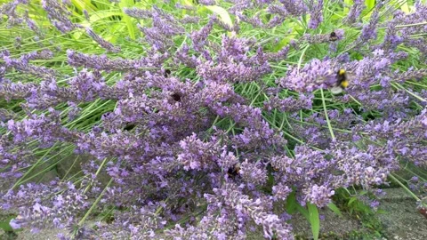A swarm of bumble bees pollinating the lavender herb flower. Stock Footage 135471419
