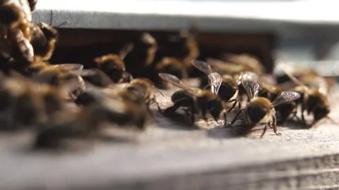 Swarm of Busy Bees in the Beehive. Stock Footage 89574477