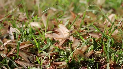 Swarm of colony of flying ants starting nuptial flight Stock Footage 76127166