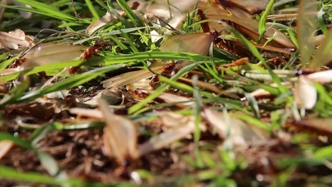 Swarm of colony of flying ants starting nuptial flight Stock Footage