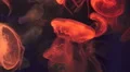 Swarm Of Colorful Jellyfish 4k or 4k+ Resolution