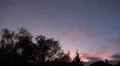 Swarm crows flying to city after sunset and bat awakes HD Footage