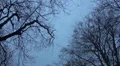 Swarm crows flying on trees in winter HD Footage