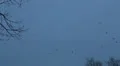 Swarm crows in winter evening tracking shot HD Footage