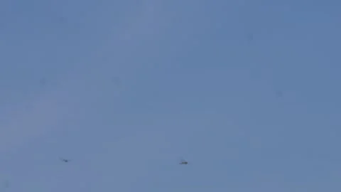 Swarm of dragonflies Video stock 344816931