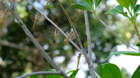A swarm of dragonfly on the branches Stock Footage 134178492
