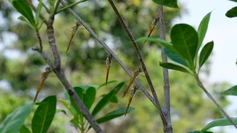 A swarm of dragonfly on the branches Video stock 134178508