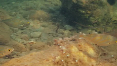 A swarm of dreamfish Stock Footage 230627227