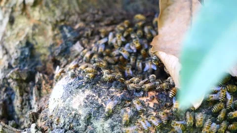 Swarm of Eastern or Asiatic or Asian honey bee a hole in a tree Stock Footage 311612112