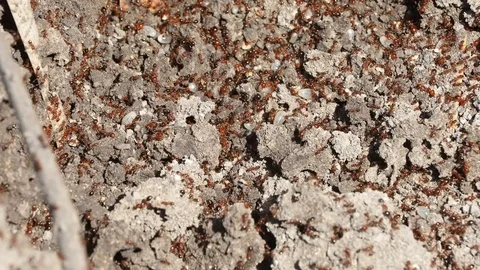 Swarm of fireants Stock Footage 72005879