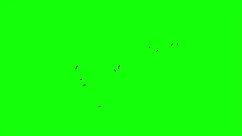 Swarm of flies animation Video stock 284145418
