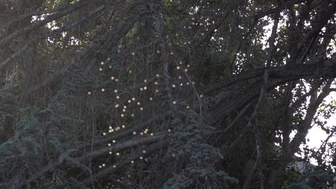 Swarm of flies backlit by the evening light. In slow motion HFR 480 fps Stock Footage 96422766