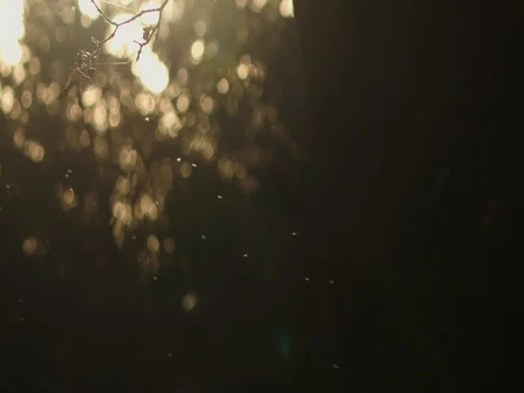 Swarm of flies bathing in a sun ray Stock Footage 83081348