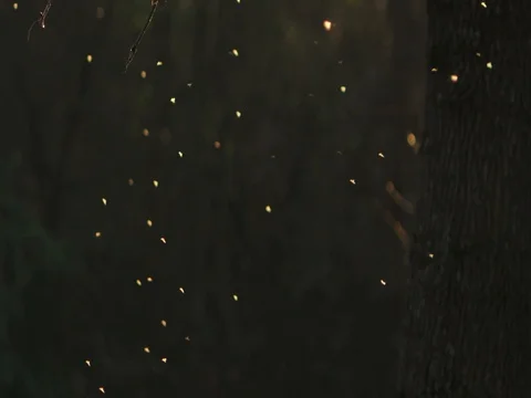 Swarm of flies bathing in sun ray 2 fixed aspect Stock Footage 83081374