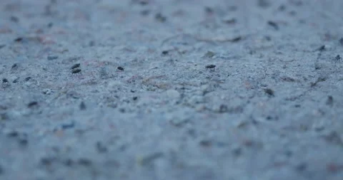 Swarm of Flies Close Up. Stock Footage 155656883