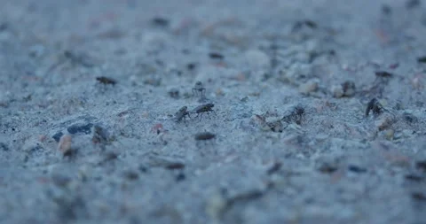 Swarm of Flies Close Up. Stock Footage 155656905