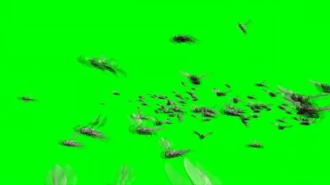 Swarm of Flies Flying on Green Screen 04 Stock Footage 223801656