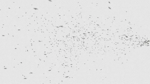 Swarm of Flies. Stock Footage 284335953