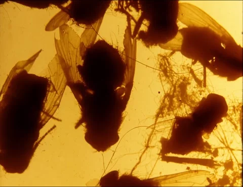 Swarm of flies, loopable animation. 35mm film  Stock Footage 298338097