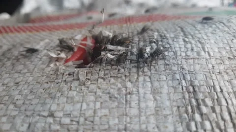 Swarm of flies on the sack Stock Footage 312804675