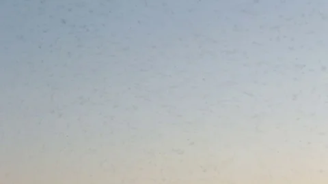 Swarm of flies in the summer sky Stock Footage 72399394
