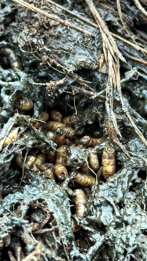 A swarm of fly maggots squirming in rotting organic matter. Vídeos de archivo 344526218