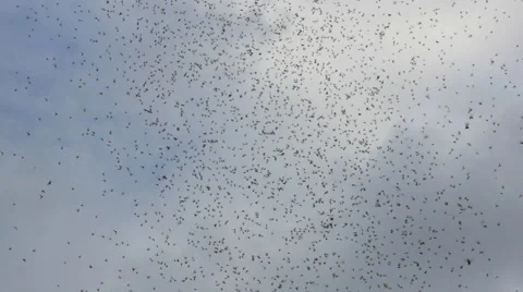 A swarm of flying ants, bugs in the desert Stock Footage