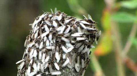 Swarm of flying ants Stock-Footage 792853