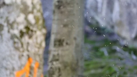 A swarm of flying ants. Video stock 77291570