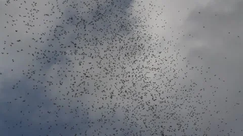 swarm of insects