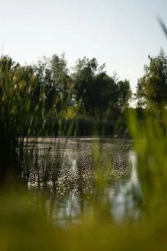 Swarm of flying insects hovering over the lake shore in the setting sun light Foto stock