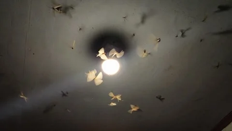 Swarm of Flying Termites Circling Ceiling Lamp at Night in Indonesia 動画素材 311380559