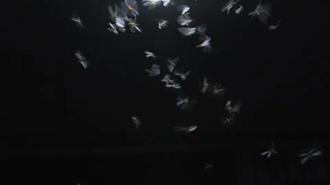 Swarm of flying termites flutters chaotically 動画素材 337674449