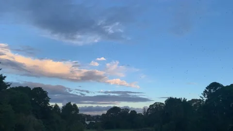 Swarm of gnats hovering at dusk at the public park Video stock 173605532