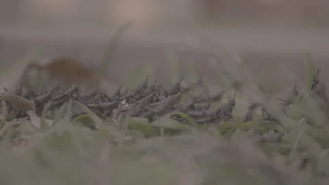 Swarm of Grasshopper Crawling Through Grass Stock Footage 263018343