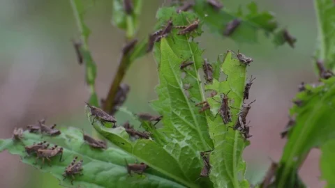 Swarm of grasshopper nymphs Stock Footage 82886196