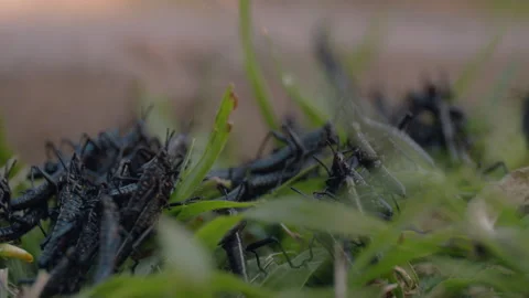 Swarm of grasshoppers Crawling Through Grass Stock Footage 263006892