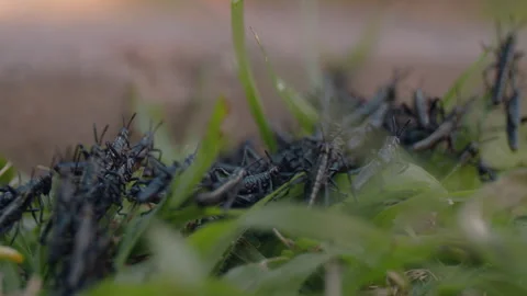 Swarm of Grasshoppers Crawling Through Grass Stock Footage 263007085