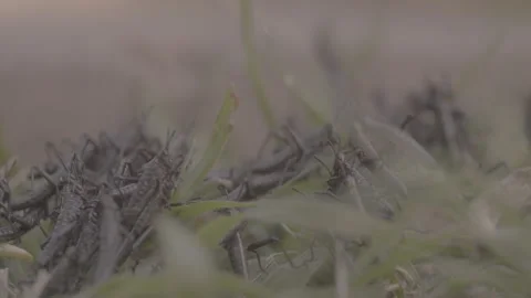 Swarm of Grasshoppers Crawling Through Grass Stock Footage 263016340