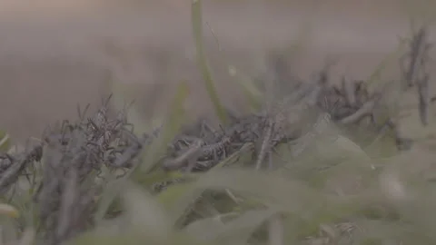 Swarm of Grasshoppers Crawling Through Grass Stock Footage 263018074