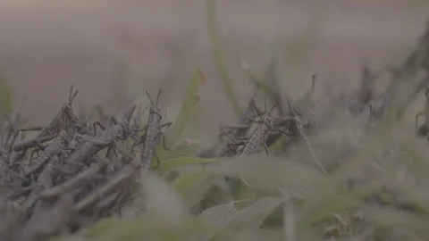 Swarm of Grasshoppers Crawling Through Grass Stock Footage 263018152