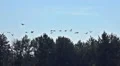 Swarm great white herons flying in sunny nature reserve HD Footage