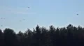 Swarm great white herons flying in sunny nature reserve HD Footage