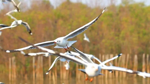 Swarm of gull bird 库存影片 51460311