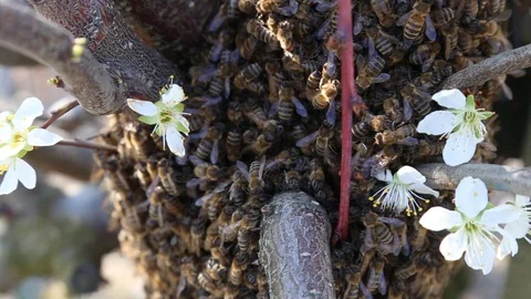 Swarm of hardworking bees on a frame in a apiary farm, close up handheld shot. A Stock-Footage 129421908